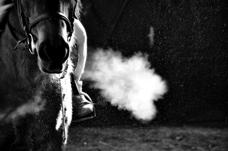 breath horse black and white iStock-531332387