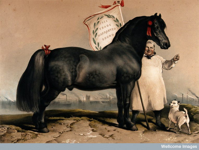 British pony, courtesey of Wellcome Trust