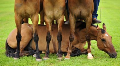 Brumbies Steal the Show at Australia's Equitana Asia-Pacific promo image