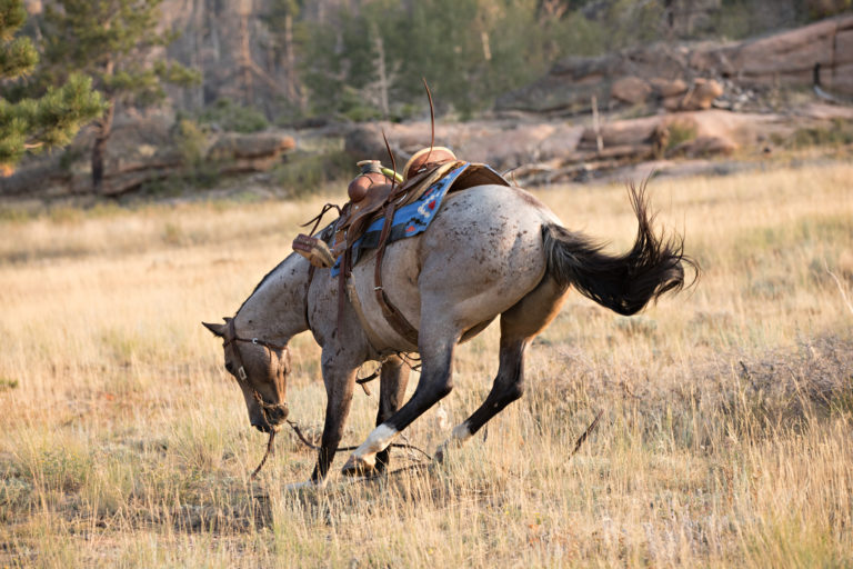 bucking horse