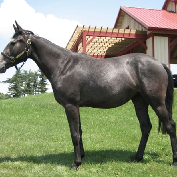 Can You Say "Single Nucleotide Polymorphisms?" International Horse Genome Project Is Complete promo image