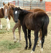 Catching the Spirit of Wyoming Mustangs promo image