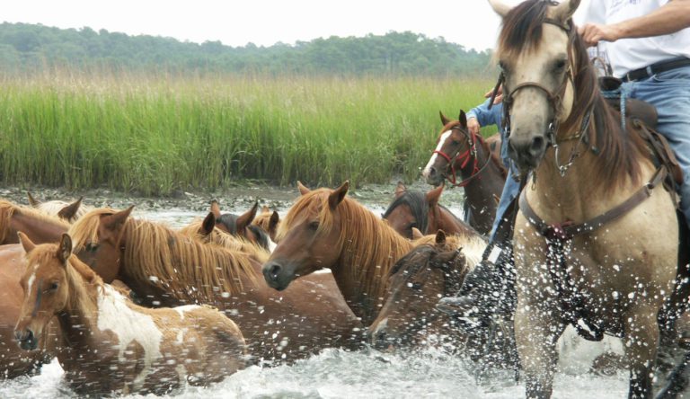 Chincoteague ponies being herded into water