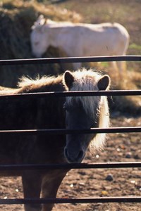 chocpalomino