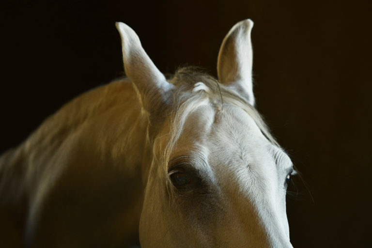 close up ears back