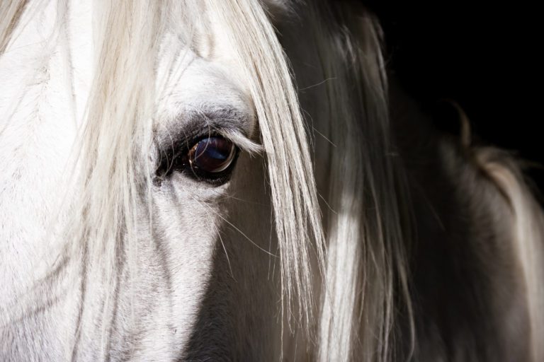 close up eye white horse
