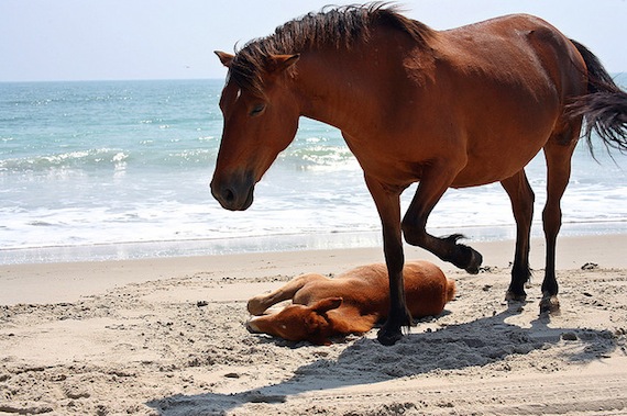 Corolla mare and foal by DCJohn