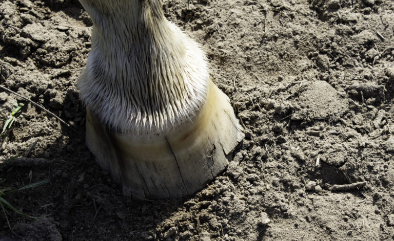 cracked hoof