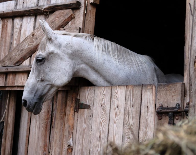 A horse looking over a stall door