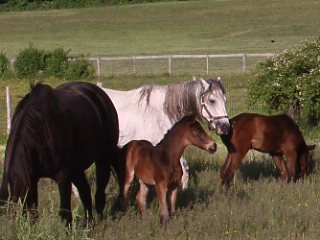 Cushings Disease In Horses