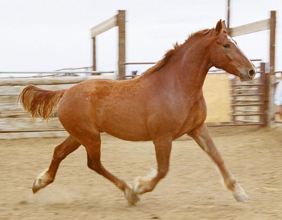 Designer Mustangs Show Off in New Roles..