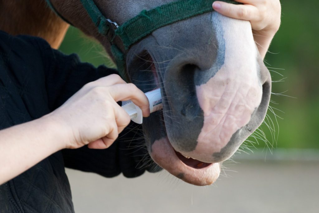 Close up of a horse being dewormed