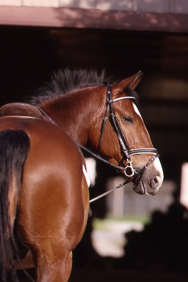 Disaster Preparedness for the Horse Owner promo image