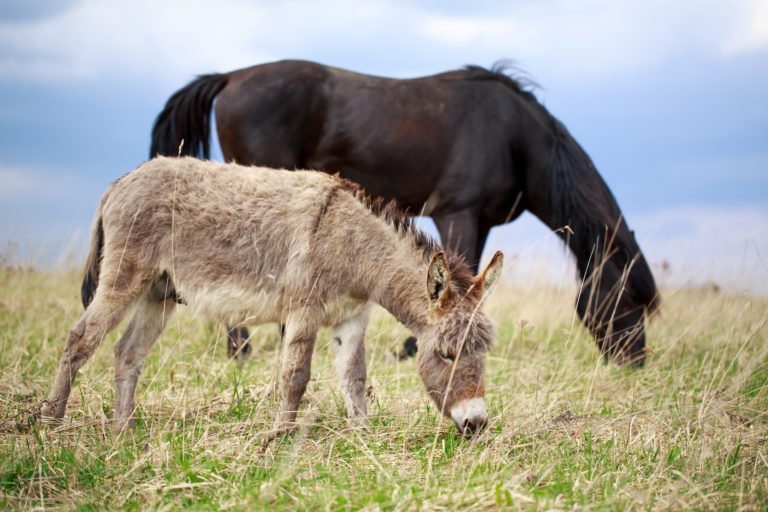 donkey and horse