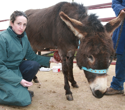 donkey with sarcoid tumor