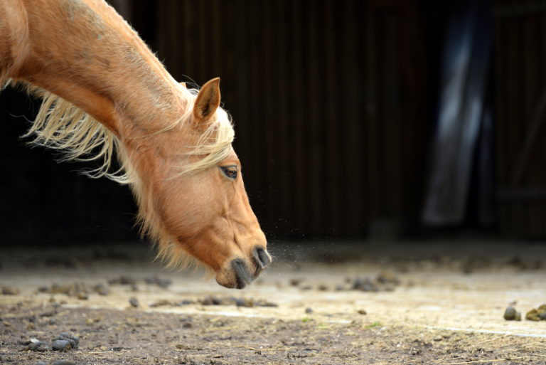 drowsy horse