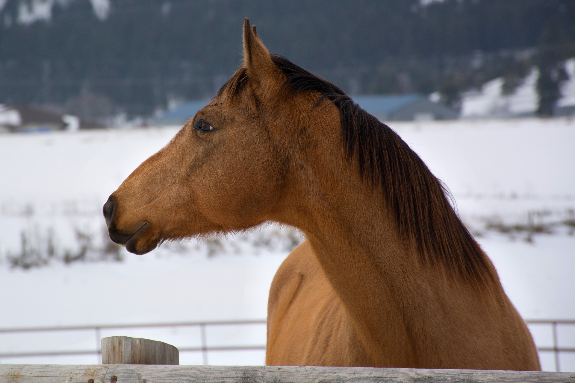dun horse profile in winter