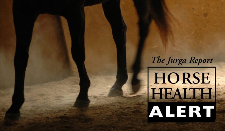 EHV in New York: State Health Official Confirms Disease Diagnosed at Racetrack promo image
