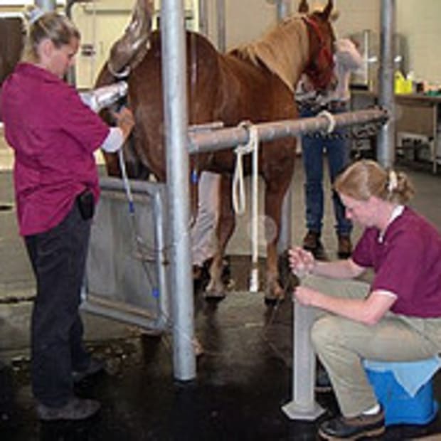 Embryo transfer process in mares