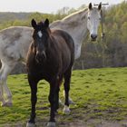 Equine Electro-Acuscope Therapy promo image
