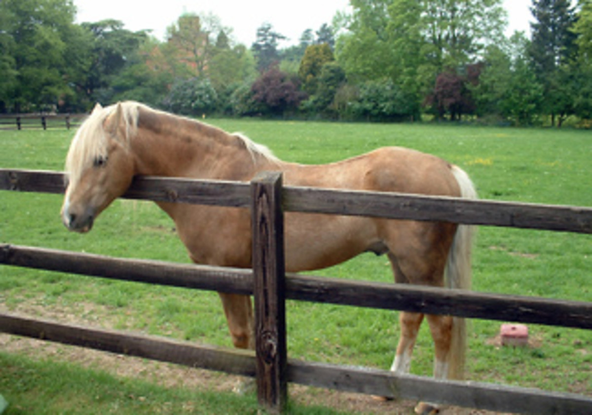 Equine Herpes: One Small Amino Acid, One Big Health Concern promo image