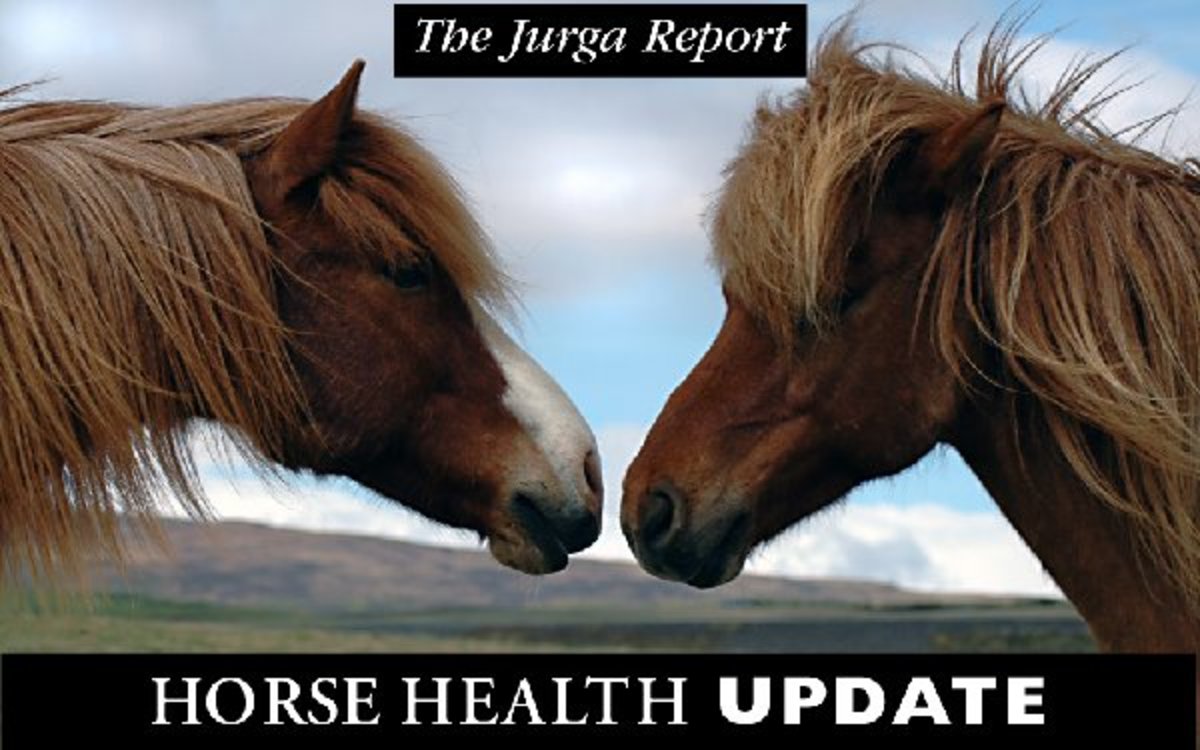 Equine Infectious Anemia Discovered in a Horse in Germany promo image
