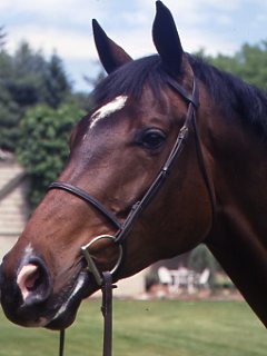 Equine Infectious Anemia (Swamp Fever) promo image
