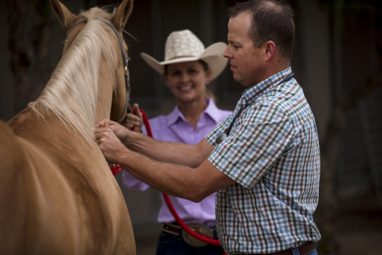 equine-infectious-disease
