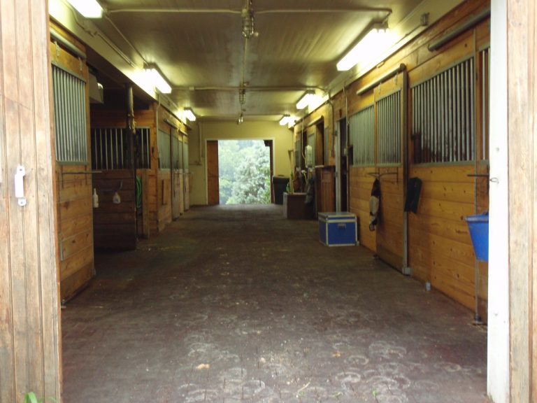 Equine Insurance: Valuation promo image