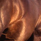 Equine Reproduction and Foaling promo image