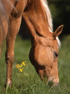 Equine Rescue Centers: US & Canada promo image