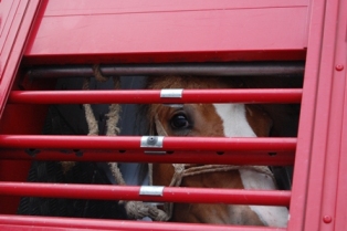 Equine Welfare: Slaughter-Bound Horses Need a 12-Hour Transport Limit, European Food Scientists Recommend promo image