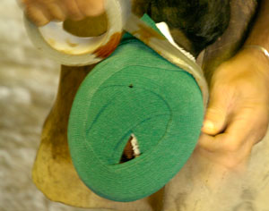 EquiSearch's Ask the Vet: Help for a Hoof Abscess promo image