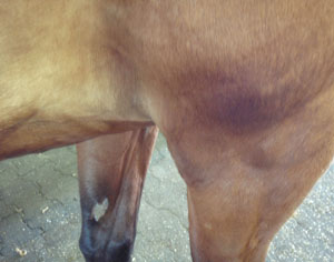 EQUUS Consultants: Horse Elbow Injuries promo image