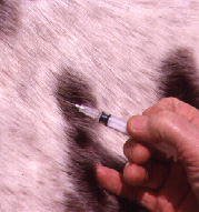 EQUUS Consultants: Injection Reactions in Horses promo image