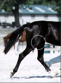 EQUUS Consultants: The Strained Stifle in Horses promo image