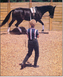 EQUUS Consultants: What to do about a Rolling Horse promo image