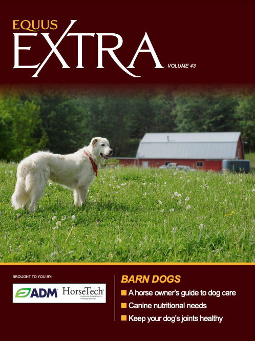 EQUUS Extra Barn Dog Care