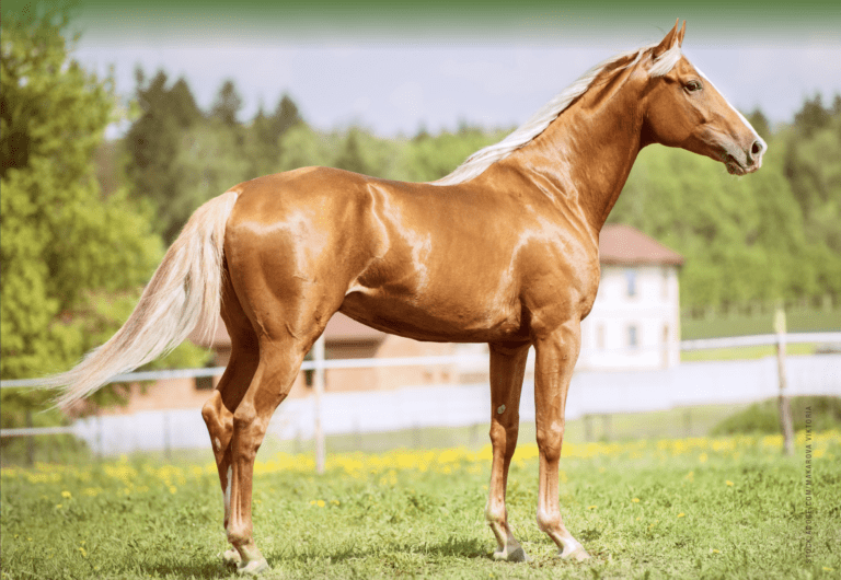 equus extra summer grooming palomino