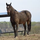 EQUUS Pop Quiz: Horse Terms promo image