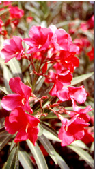 EQUUS Pop Quiz - Toxic Plants promo image