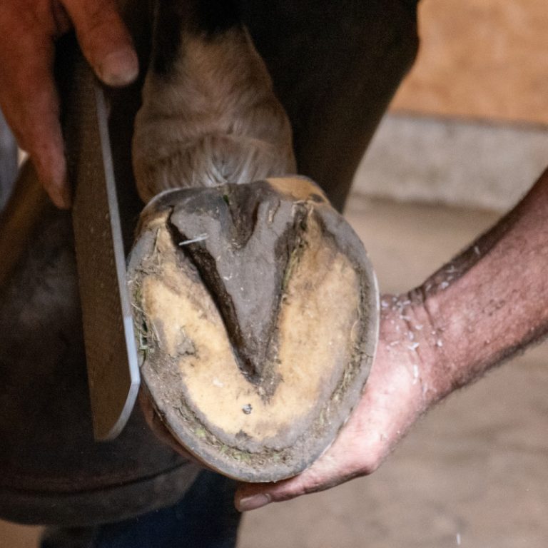 A close up of a horse's hoof being rasped