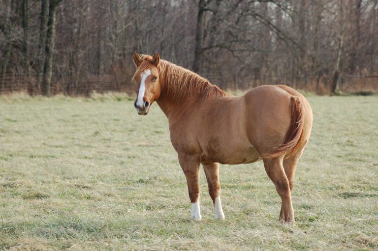 A fat chestnut horse standing in a field