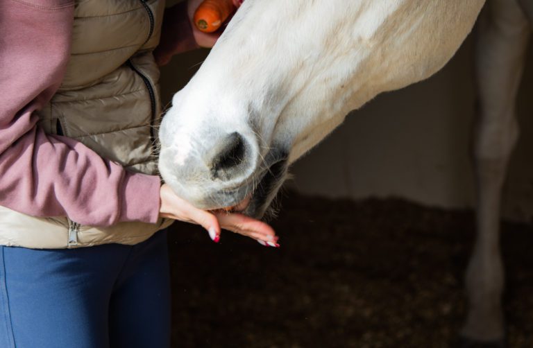 A white horse eating a treat out of a woman's hand.