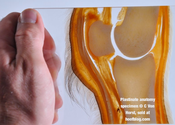 Fetlock plastinate specimen