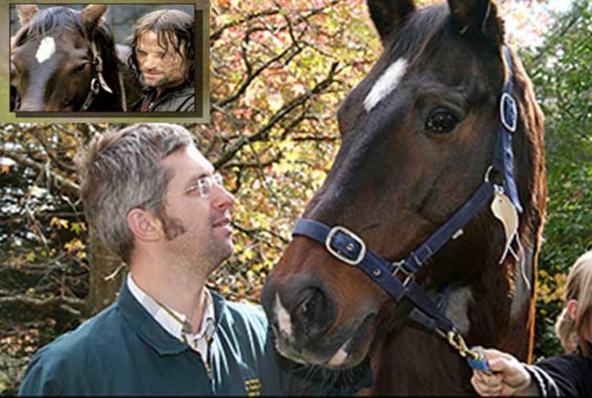Film Star Horse Survives Colic Surgery Scare in New Zealand; Watch the Video promo image