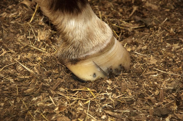 Final Call: A Sad End for a Horse with Laminitis promo image