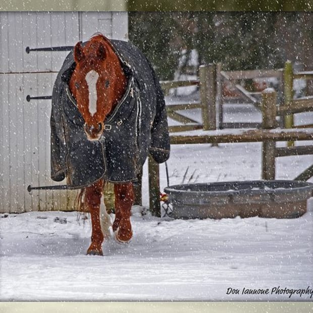 flickr-iannone-snow3130108225_f4cdaed7fc-med-lr-700779