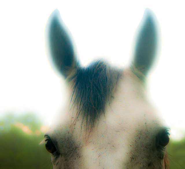 flk cc david noah soft focus horse eyes ears x640