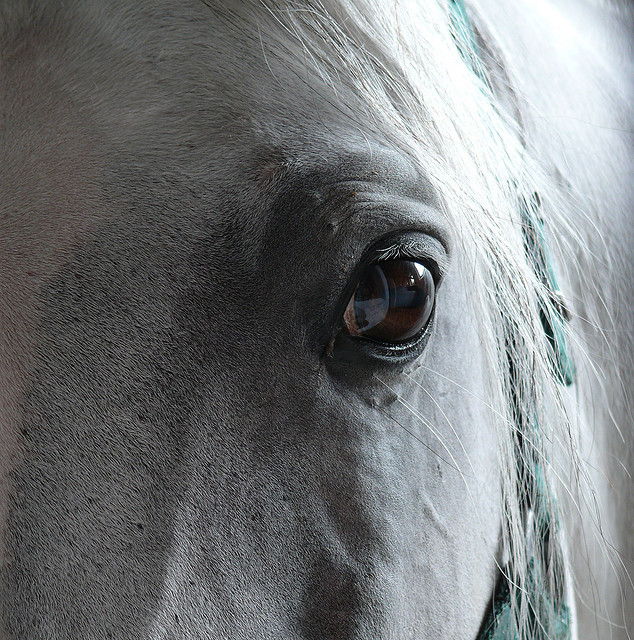 flk cc nozoomii gray horse face closeup eye x634